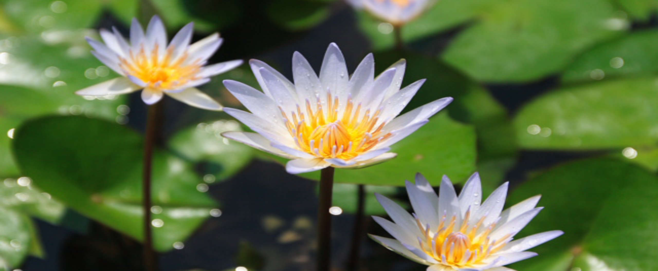 日本風景写真協会 神奈川支部 Japan Nature Scenery Photograph Association